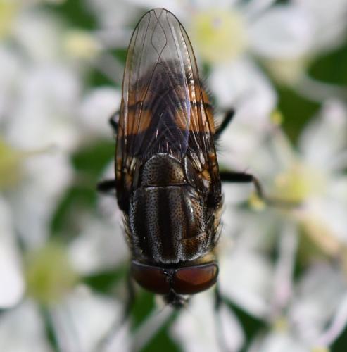Stomorhina lunata
